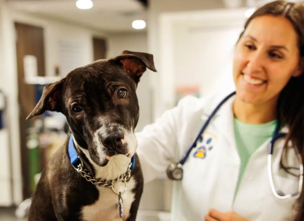 Photo of vet holding dog